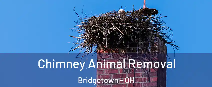  Chimney Animal Removal Bridgetown - OH