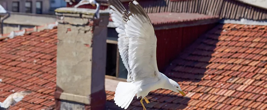 Residential Chimney Animal Removal Solution in Bridgetown, OH